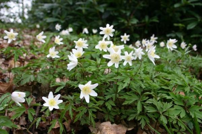 Woodlands Anemone - Anemonoides nemorosa from EC Browns Nursery
