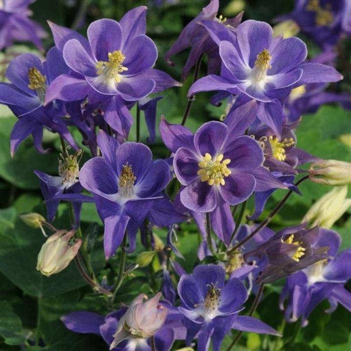 Nin's Blue Columbine - Aquilegia vulgaris Nin's Blue' from EC Browns Nursery