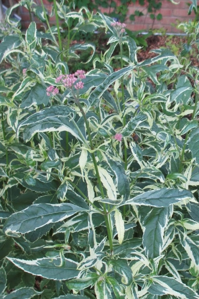 Variegated Joe Pye Weed - Eupatorium fortunei 'Pink Frost' from EC Browns Nursery