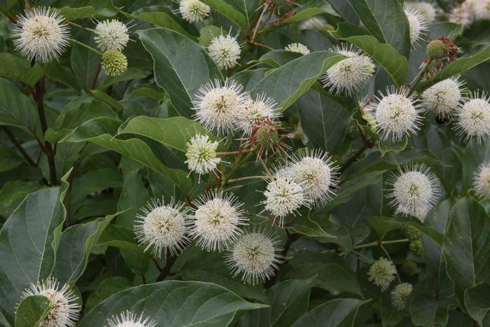 Magical® Moonlight Button Bush - Cephalanthus occidentalis from EC Browns Nursery