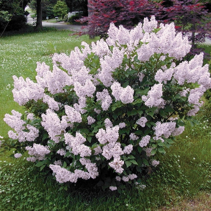 Miss Kim Lilac - Syringa patula 'Miss Kim' from EC Browns Nursery