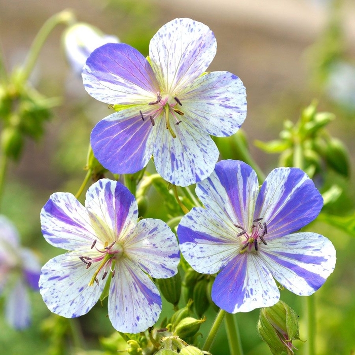 Delft Blue Geranium - Geranium pratense 'Delft Blue' (Geranium) from EC Browns Nursery
