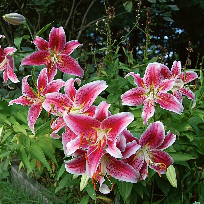 Star Gazer Oriental Lily - Lilium 'Star Gazer' (Oriental Lily) from EC Browns Nursery