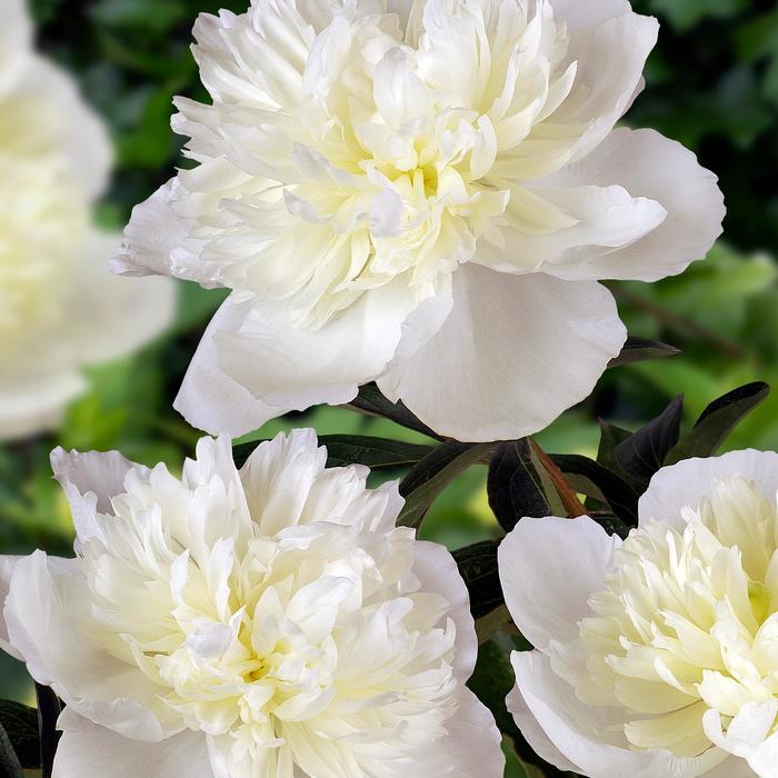  'Duchess de Nemours' - Paeonia lactiflora from EC Browns Nursery