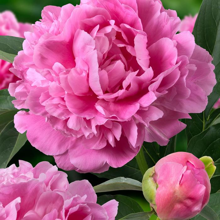 'Jacorma' Peony - Paeonia lactiflora from EC Browns Nursery