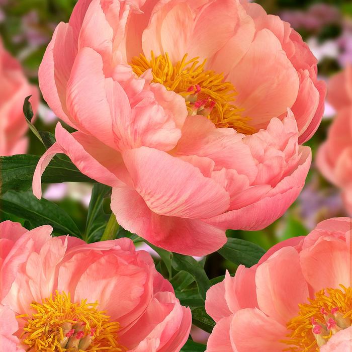 'Coral Charm' Peony - Paeonia lactiflora from EC Browns Nursery