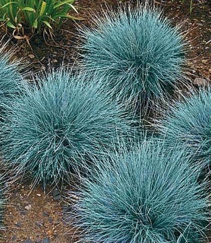 Cool as Ice Festuca - Festuca 'Cool as Ice' (Festuca) from EC Browns Nursery