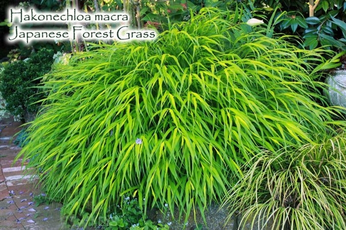 Japanese Feather Grass - Hakonechloa macra from EC Browns Nursery