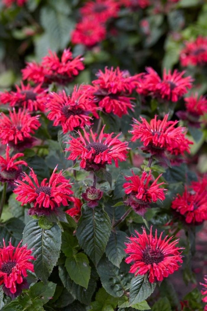 Bee-You&trade; Bee-Happy - Monarda 'Bee-Happy' (Bee Balm) from EC Browns Nursery