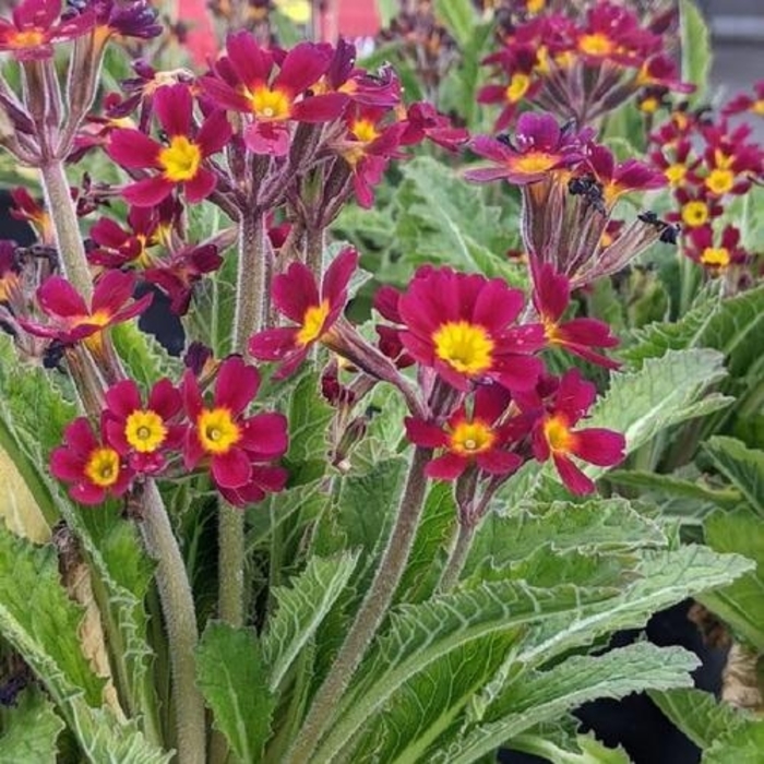 Oakleaf Magenta Primrose - Primula vulgaris 'Oakleaf Magenta' from EC Browns Nursery