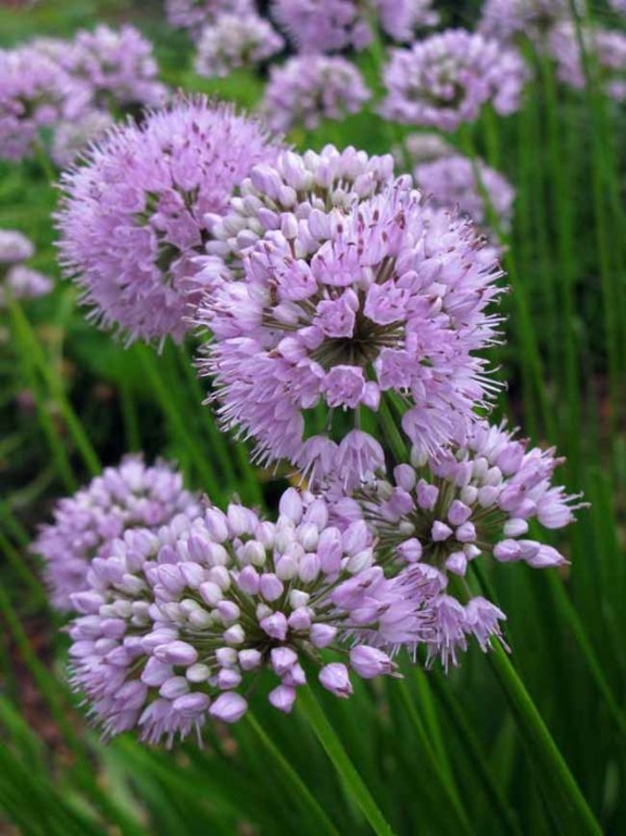 Summer Beauty Ornamental Onion - Allium lusitanicum 'Summer Beauty' (Ornamental Onion) from EC Browns Nursery