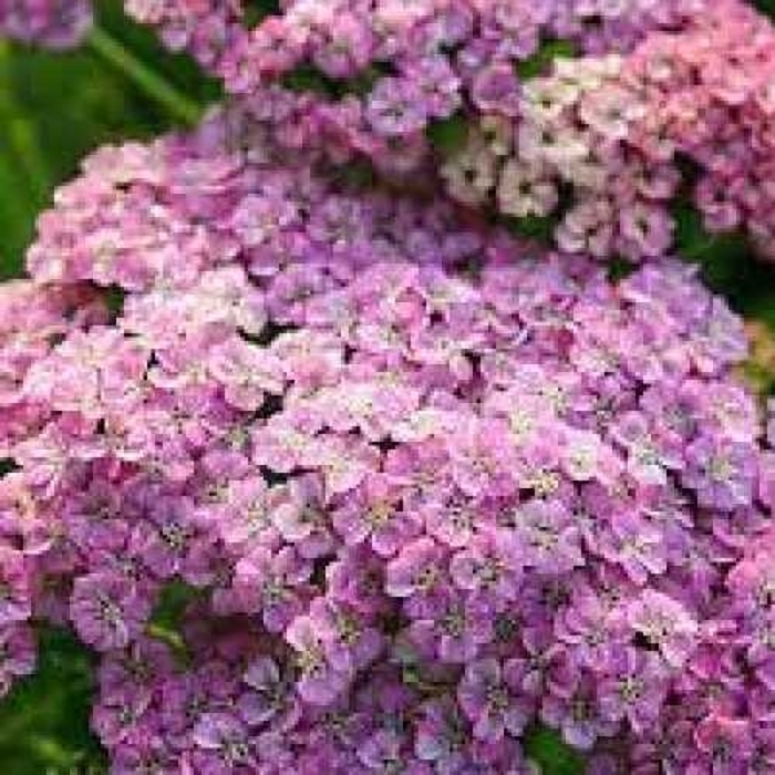 Rainbow Ending Blue Yarro - Achillea millefolium 'Rainbow Ending Blue' (Yarrow) from EC Browns Nursery