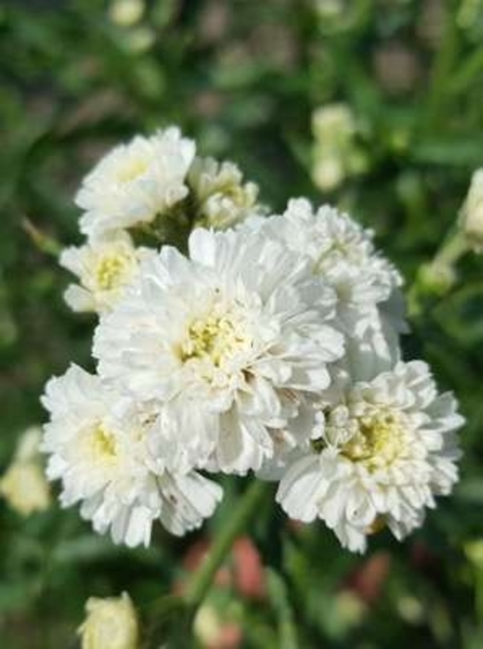 Peter Coton Tail Sneezewort - Achillea ptarmica 'Peter Cotontail'(Sneezewort) from EC Browns Nursery