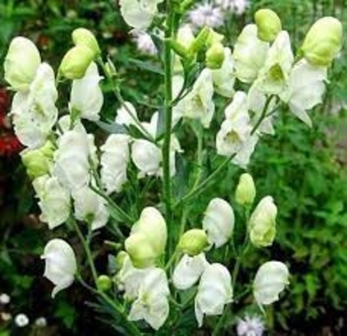 Album Monkshood - Aconitum napellus 'Album' (Monkshood) from EC Browns Nursery