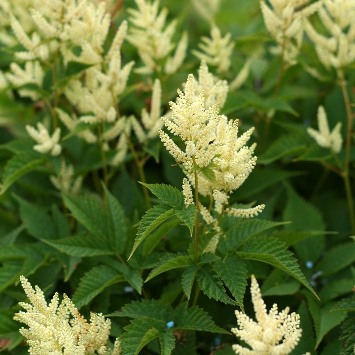 Sparkles Goat's Beard - Aruncus 'Sparkles' from EC Browns Nursery