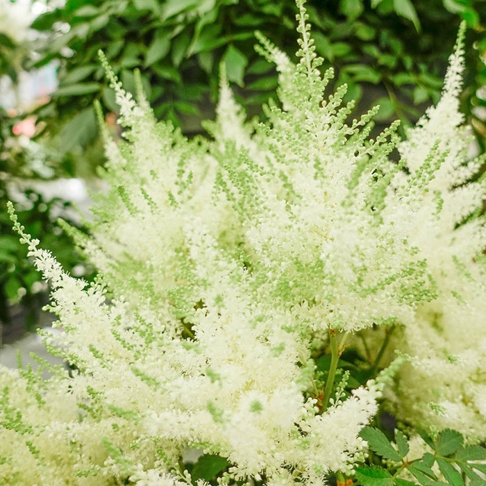 Ivory Pearls Astilbe - Astilbe japonica 'Ivory Pearl' (False Spirea) from EC Browns Nursery