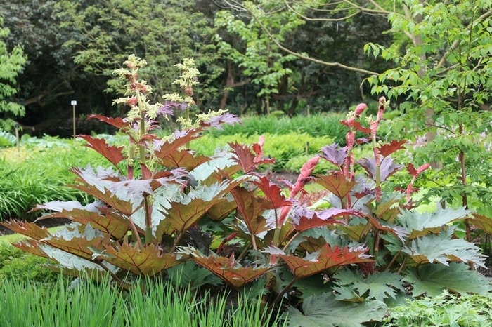 Ornamental Rhubarb - Rheum palmatum var. tanguticum (Ornamental Rhubarb) from EC Browns Nursery