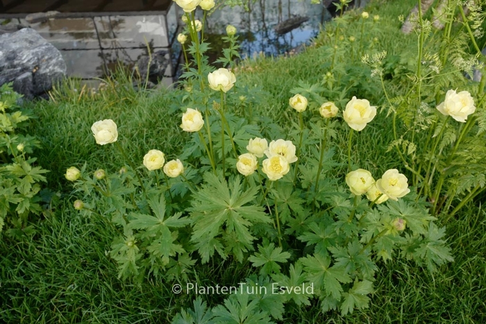 Alabaster Globe flower - Trollius x cultorum 'Alabastar' (Globe flower) from EC Browns Nursery