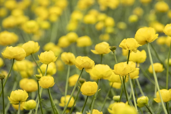 Lemon Queen Globeflower - Trollius x cultorum 'Lemon Queen' (Globeflower) from EC Browns Nursery