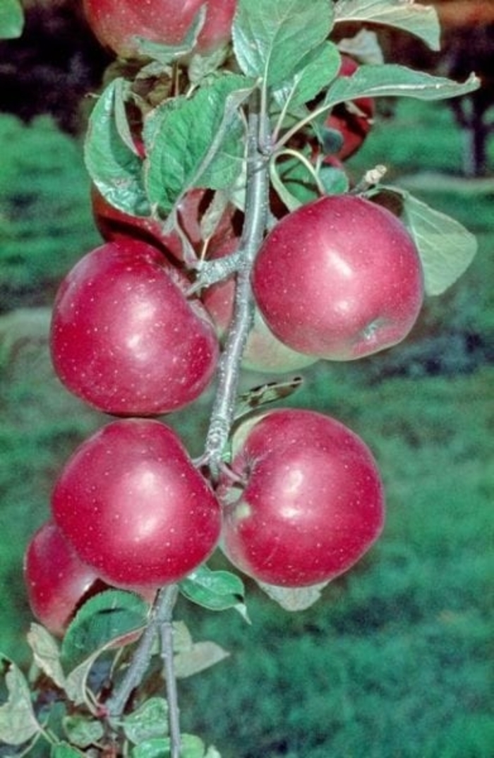 Northern Spy Apple - Apple 'Northern Spy' from EC Browns Nursery