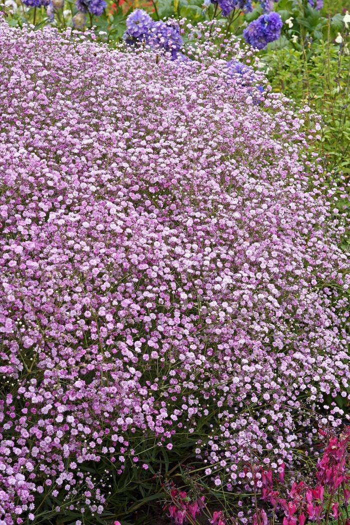 FESTIVAL Pink LadyBaby's Breath - Gypsophila paniculata FESTIVAL 'Pink Lady' from EC Browns Nursery