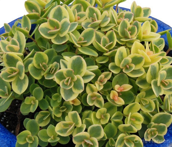 Sunsparkler&reg; Lime Twister - Sedum 'Lime Twister' PP26895 (Stonecrop) from EC Browns Nursery