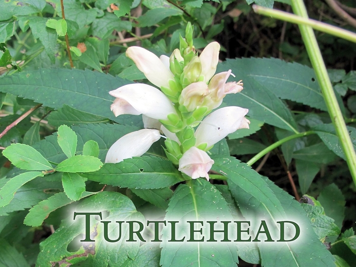 White Turtlehead - Chelone obliqua 'Alba' from EC Browns Nursery