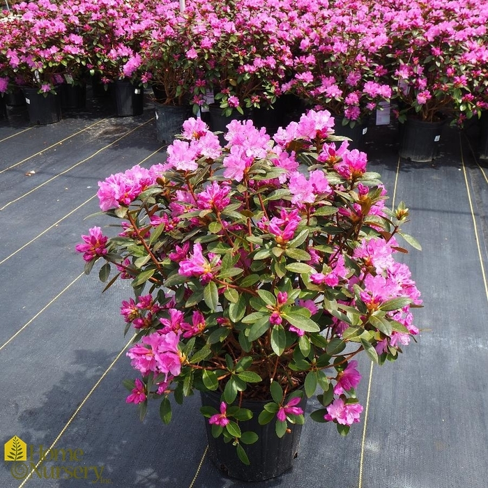 PJM Elite Rhododendron - Rhododendron 'P.J.M. Elite' from EC Browns Nursery