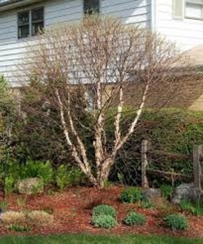 Fox Valley&trade; River Birch - Betula nigra 'Little King' from EC Browns Nursery