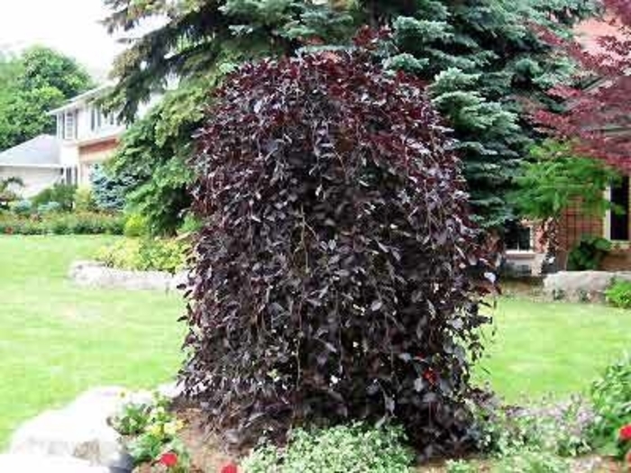 European Beech - Fagus sylvatica 'Purple Fountain' from EC Browns Nursery