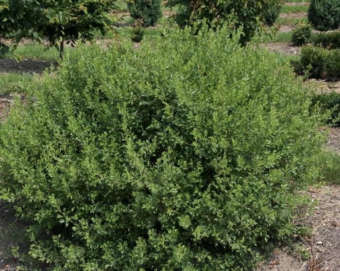 'Lacette&trade;' Fragrant Sumac - Rhus aromatica from EC Browns Nursery