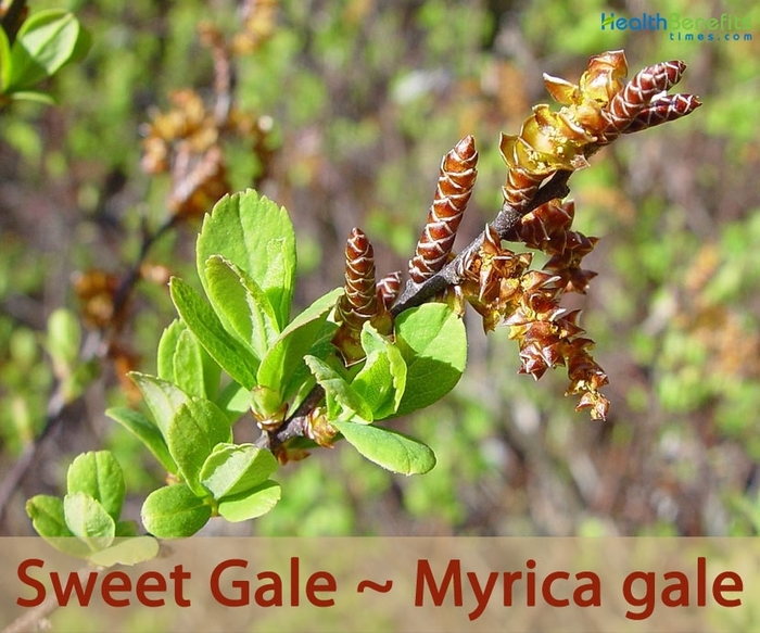 Sweet Gale - Myrica gale (Sweet Gale) from EC Browns Nursery