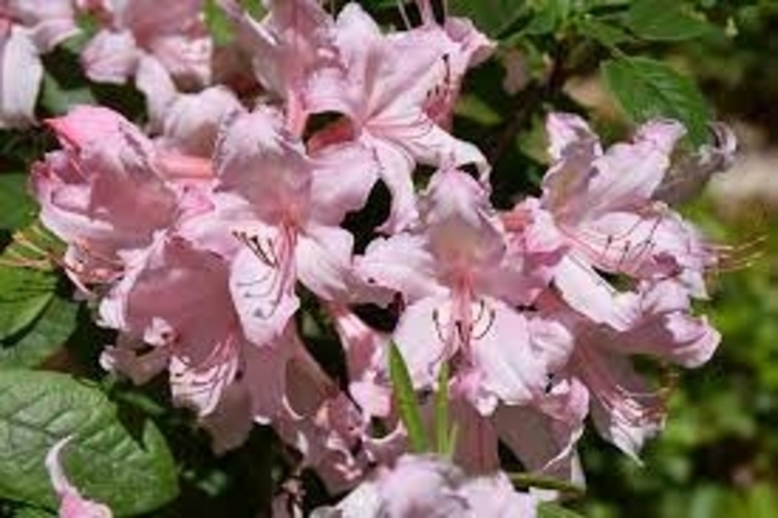 Candy Lights™ Azalea - Rhododendron Northern Lights hybrid 'Candy Lights™' (Azalea) from E.C. Brown's Nursery