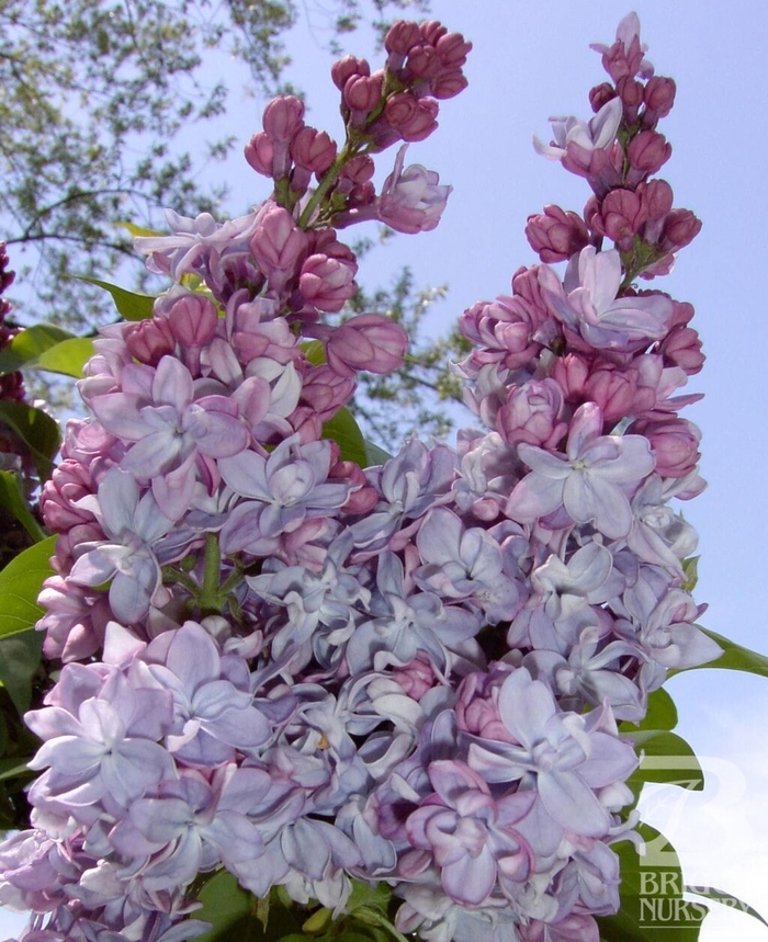 Katherine Havemyer Lilac - Syringa vulgaris 'Katherine Havemyer' from EC Browns Nursery