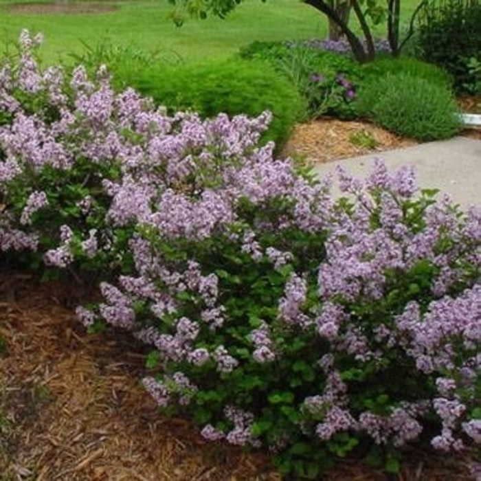 Dwarf Korean Lilac - Syringa meyeri ''Palibin'' from EC Browns Nursery