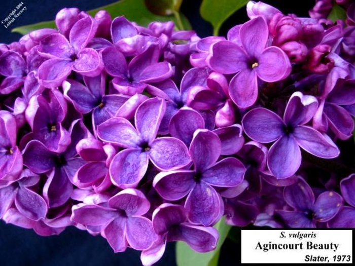 Albert F. Holden Lilac - Syringa vulgaris 'Albert F. Holden' (Lilac) from EC Browns Nursery
