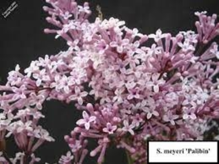 Colby's Wishing Star Lilac - Syringa vulgaris 'Colby's Wishing Star' from EC Browns Nursery
