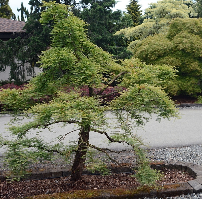 Weeping Dawn Redwood - Metasequoia glyptostroboides 'Miss Grace' from EC Browns Nursery