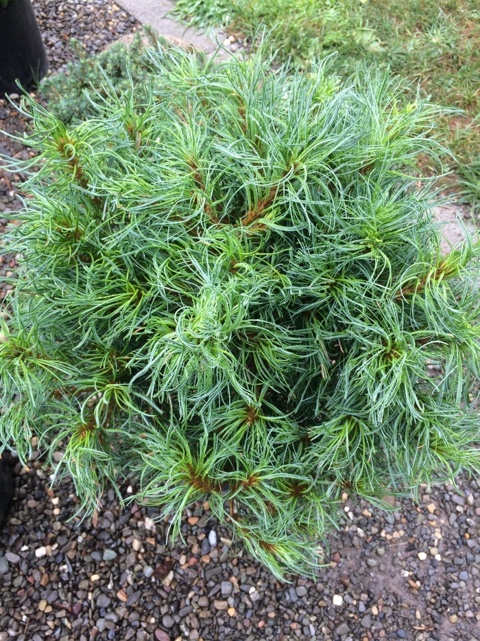 Mega Twist' Eastern White Pine - Pinus strobus from EC Browns Nursery