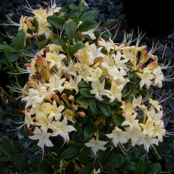 Weston's Lemon Drop Azalea - Rhododendron 'Weston's Lemon Drop' (Azalea) from EC Browns Nursery