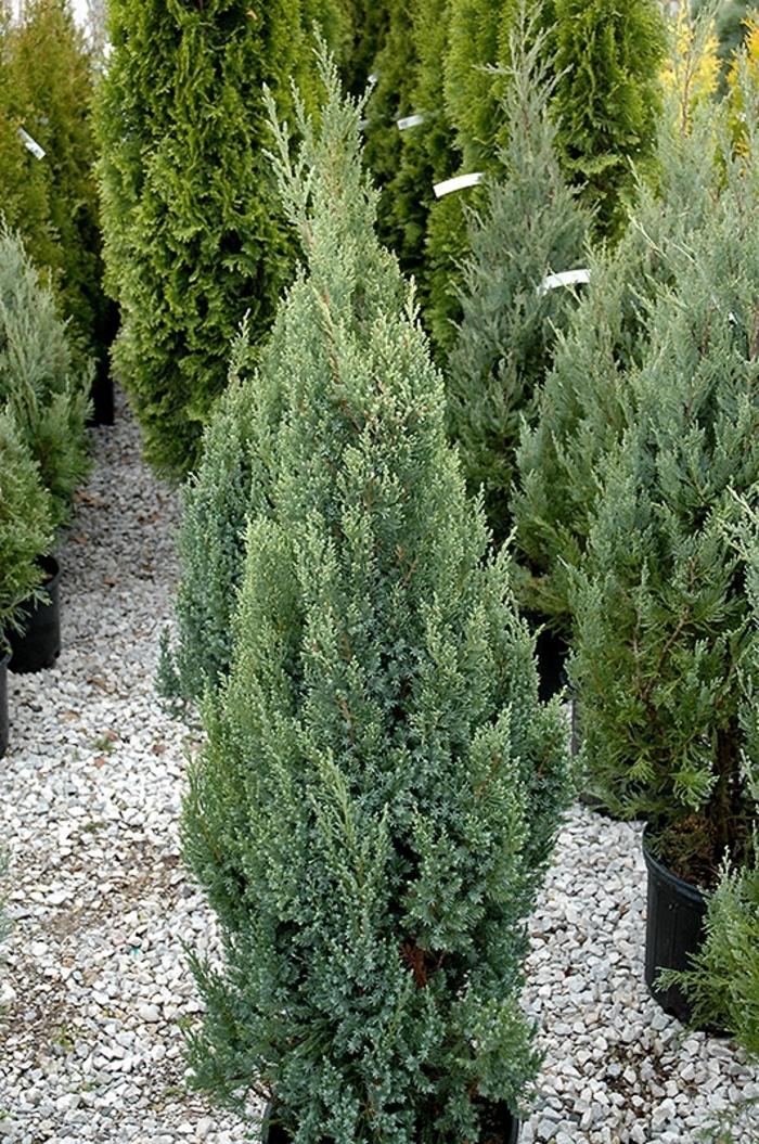 Ontario Green Juniper - Juniperus chinensis 'Ontario Green' (Juniper) from EC Browns Nursery