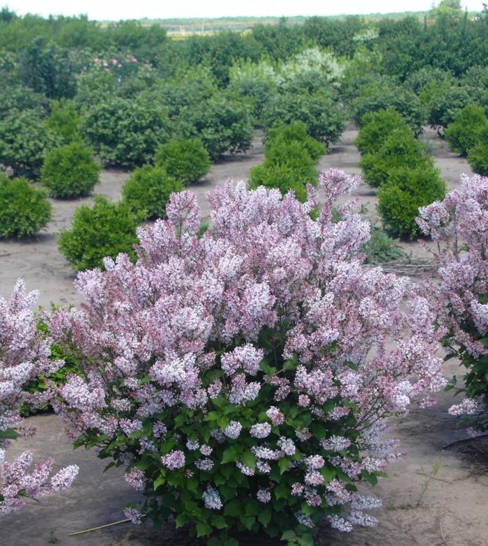 Dream Cloud&trade; Lilac - Syringa patula ''KLMone'' from EC Browns Nursery
