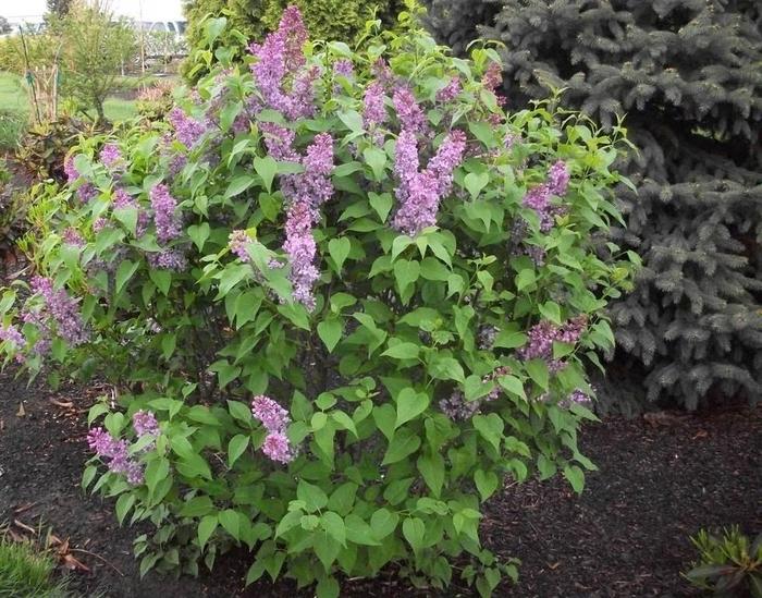 'Tiny Dancer&trade;' Lilac - Syringa vulgaris from EC Browns Nursery