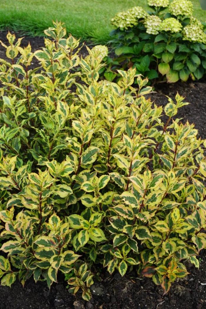 Rainbow Sensation&trade; - Weigela florida 'Kolmagira' PP20,384 from EC Browns Nursery