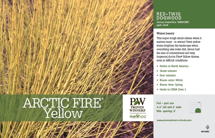 Arctic Fire&reg; Yellow - Cornus stolonifera from EC Browns Nursery