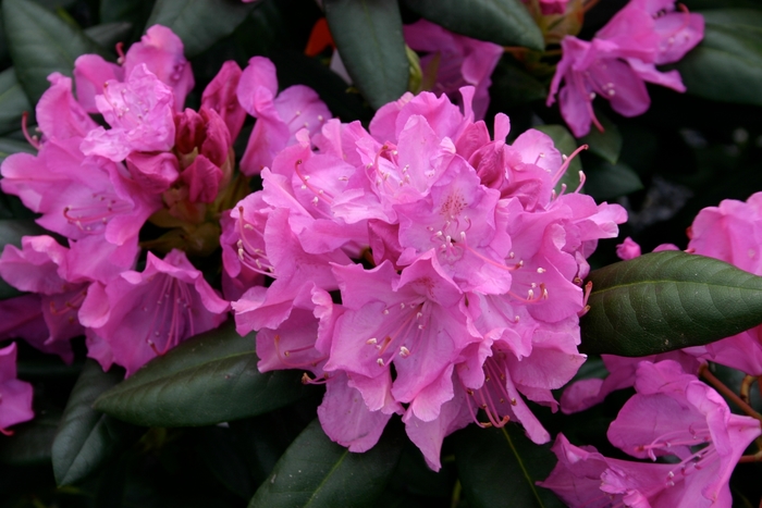 'Roseum Elegans' - Rhododendron hybrid from EC Browns Nursery