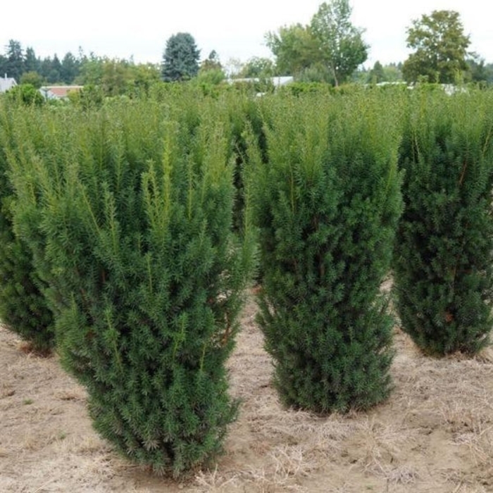 Hick's Yew - Taxus x media 'Hicksii' from EC Browns Nursery