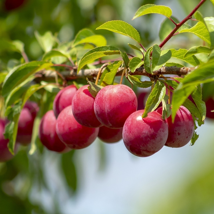Alderman Plum - Prunus 'Alderman' (Plum) from EC Browns Nursery