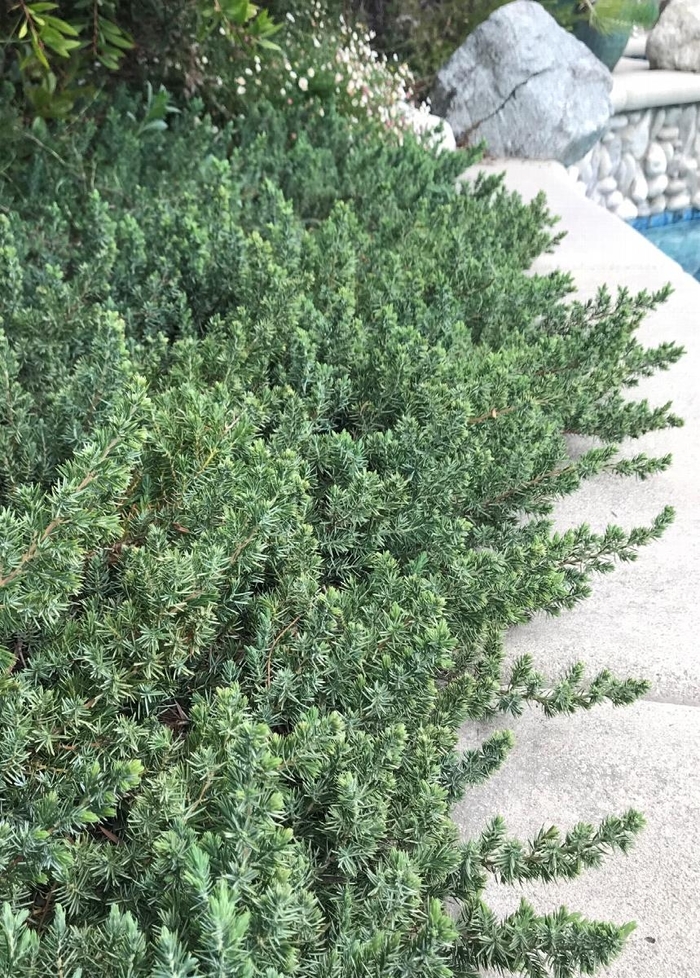 Blue Pacific Juniper - Juniperus conferta 'Blue Pacific' from EC Browns Nursery