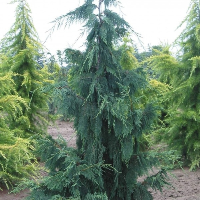 Pendula Weeping Nootka Falsecypress - Chamaecyparis nootkatensis 'Pendula' (Weeping Nootka Falsecypress) from EC Browns Nursery